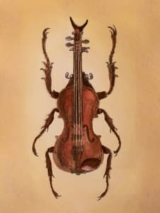 Violin Beetle